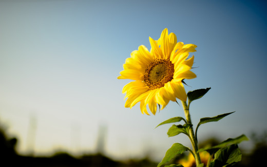 1438639 (a): :2880x1800